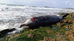 العثور على حوت نافق على شاطئ قرب حيفا بطول يصل الى نحو 5 امتار